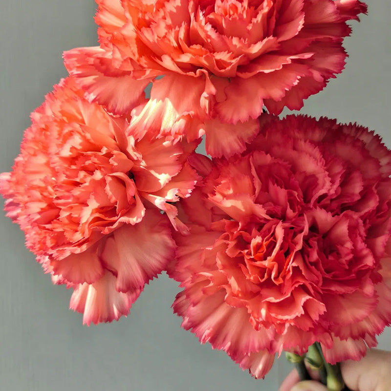 Carnation Seeds - Salmon Picotee