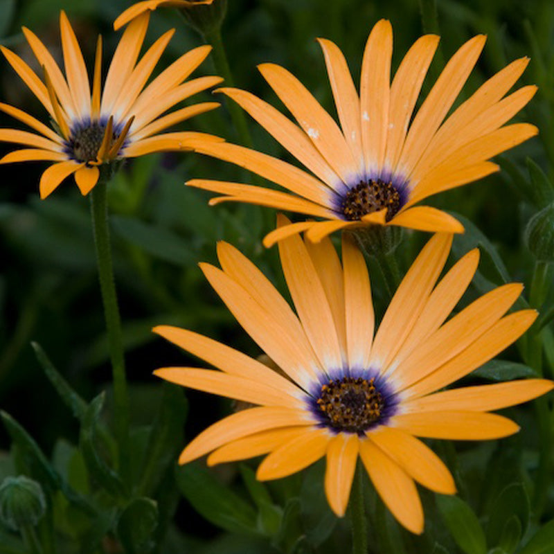 African Daisy Seeds - Orange with Blue Eye