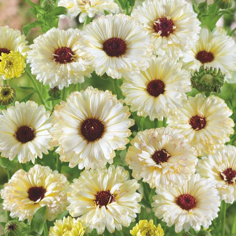 Calendula Seeds - Creamy White