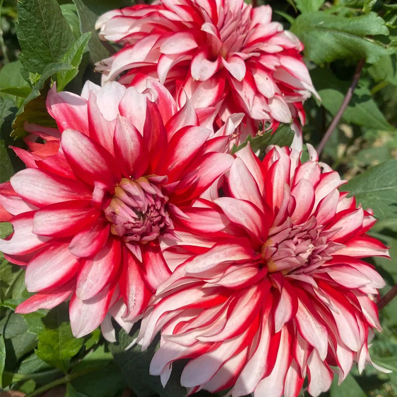 Dahlia Seeds - Red & White Stripe