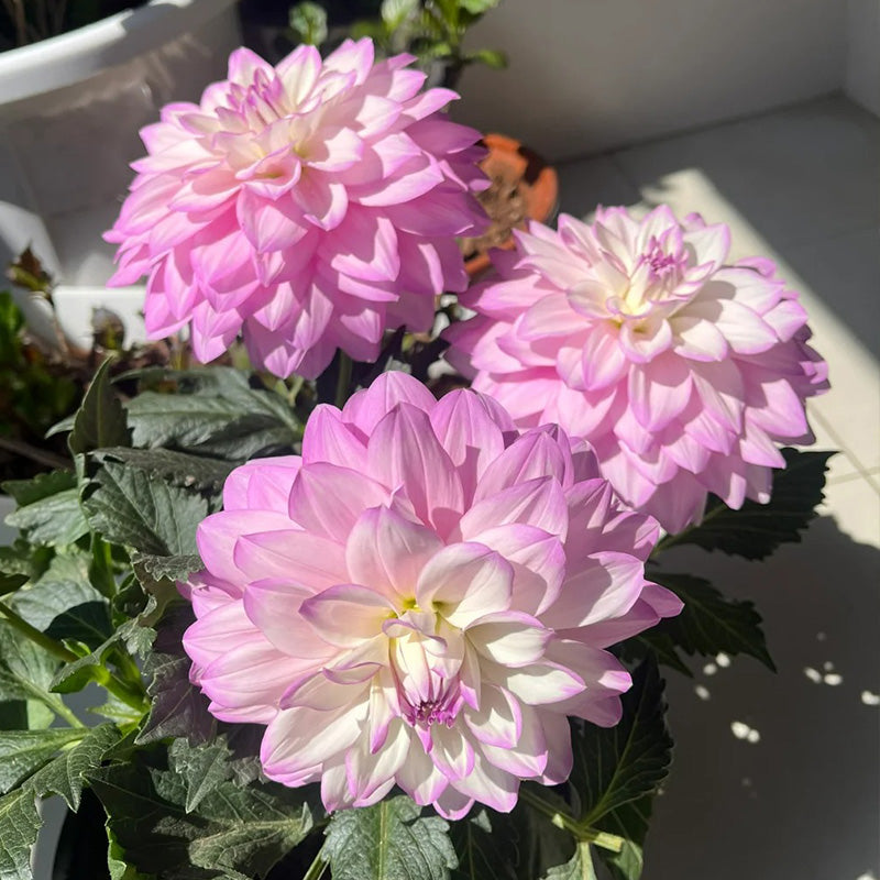 Dahlia Seeds - Lavender Picotee