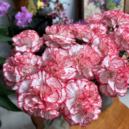 Carnation Seeds - Red Picotee Stripe