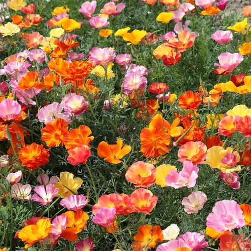 California Poppy Seeds - Double Ruffled Mix