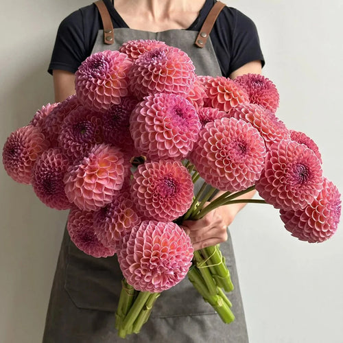 Dahlia Seeds - Pink Ball
