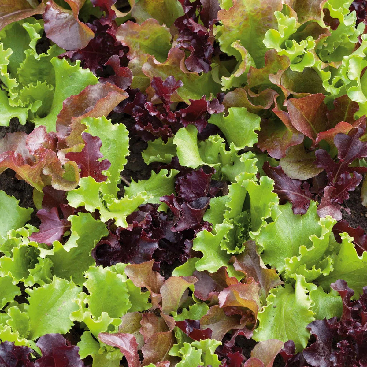 Lettuce Mix Seeds – Gourmet Salad Greens for Home Garden Planting