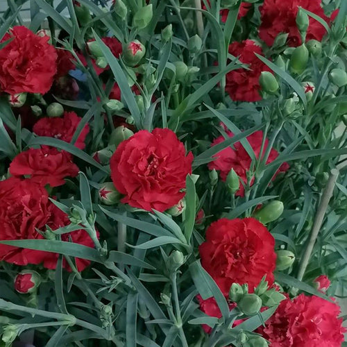 Carnation Seeds - Deep Red (Dianthus)