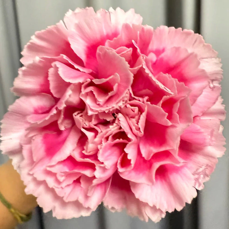 Carnation Seeds - Reverse Pink Picotee