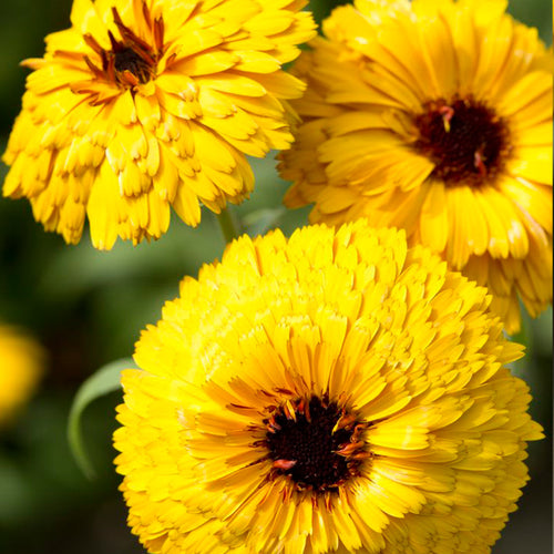 Calendula Seeds - Yellow Black Eye