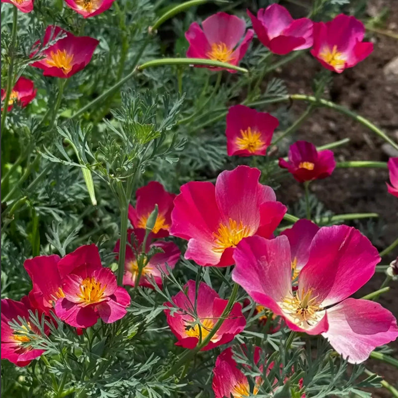 California Poppy Seeds - Pink Bicolor