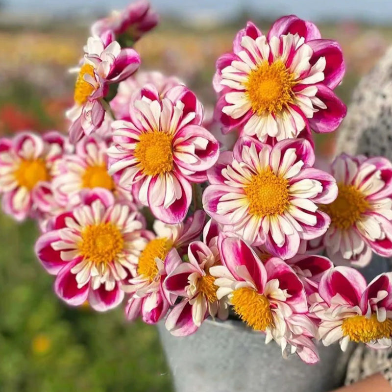 Dahlia Seeds - Anemone Star