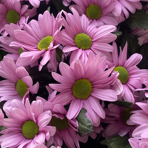 Marguerite Daisy Seeds - Pink Semi-Double