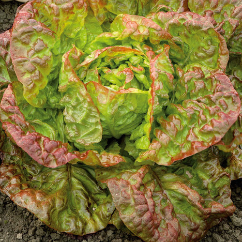 Lettuce Mix Seeds – Gourmet Salad Greens for Home Garden Planting