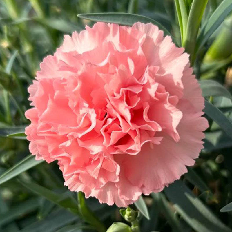 Carnation Seeds - Soft Pink