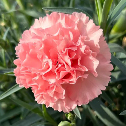 Carnation Seeds - Soft Pink