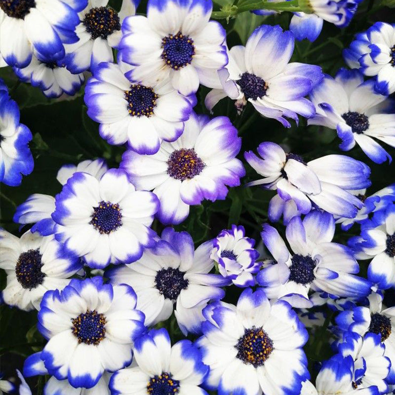 African Daisy Seeds - White with Blue Rim