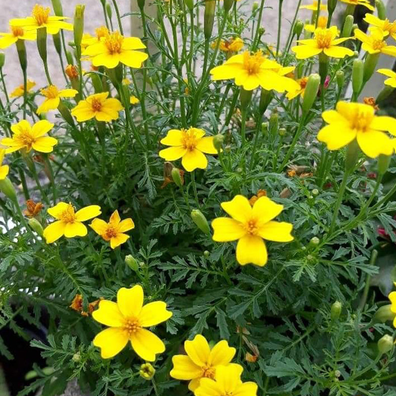 African Marigold Seeds - Lemon Gem