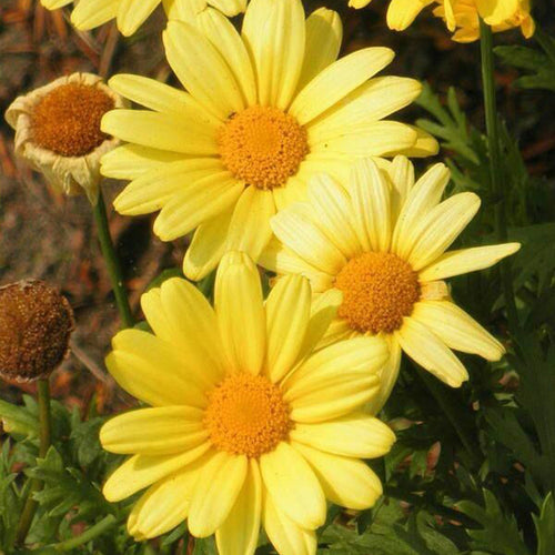 Marguerite Daisy Seeds - Sunny Yellow