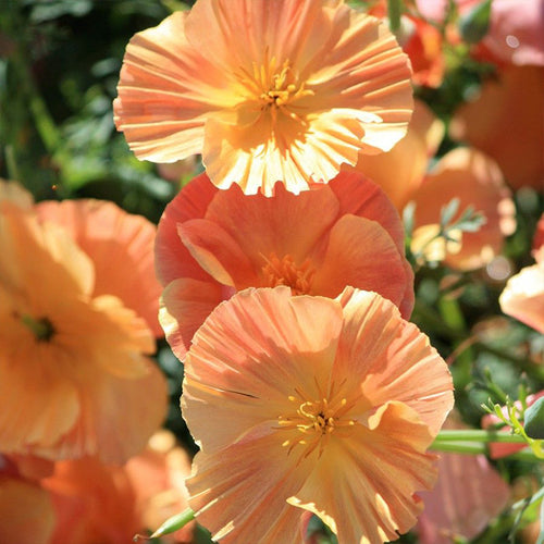 California Poppy Seeds - Peach Ruffled