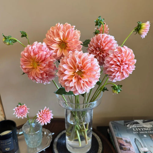 Dahlia Seeds - Coral Ball