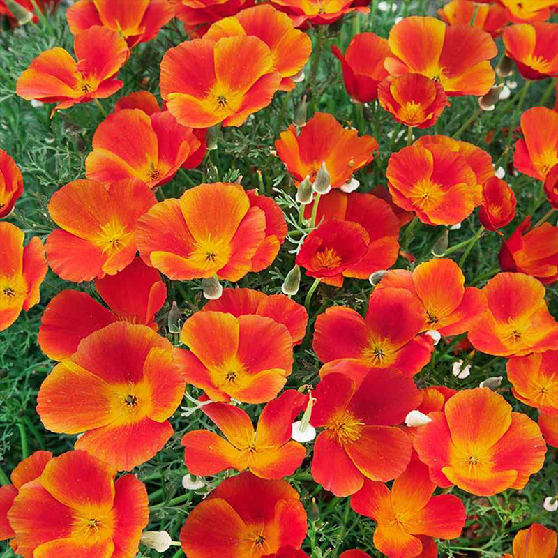 California Poppy Seeds - Red & Yellow