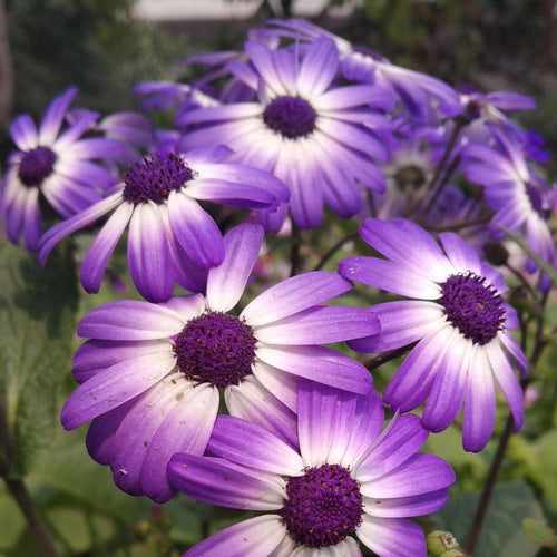African Daisy Seeds - Purple White-Eye