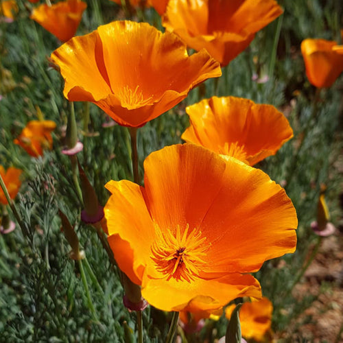 California Poppy Seeds - Bright Orange