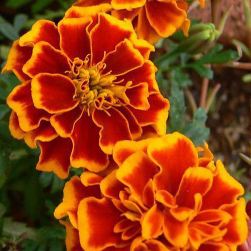 African Marigold Seeds - Red with Gold Edge