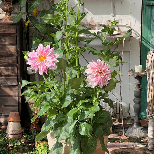 Dahlia Seeds - Soft Pink