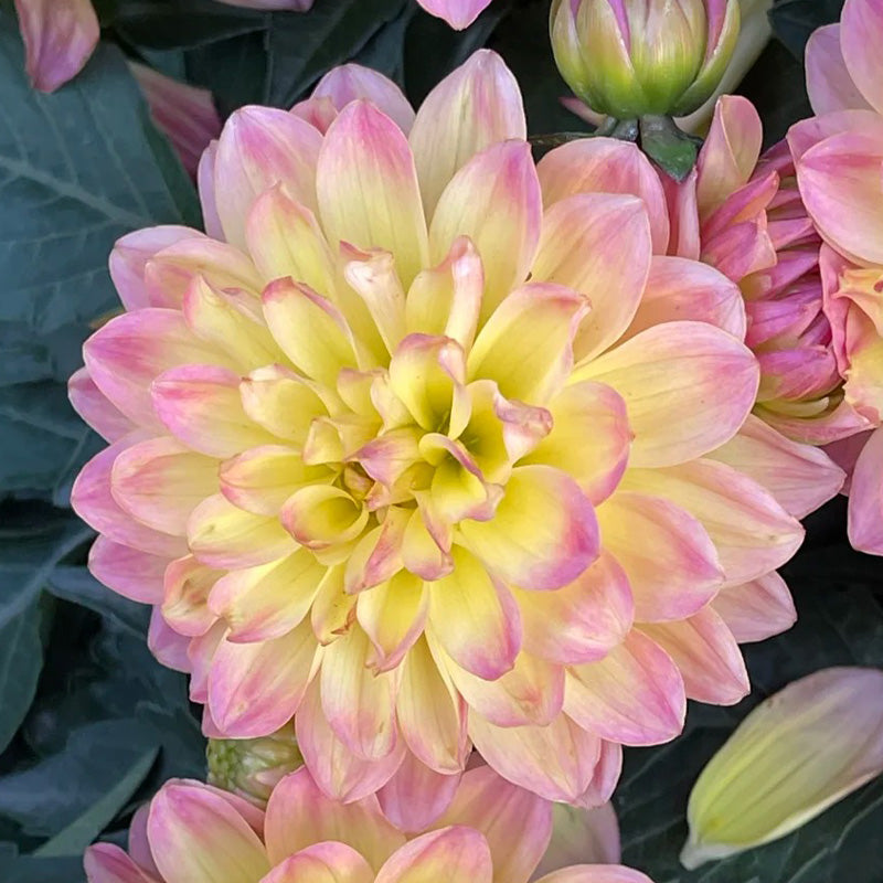Dahlia Seeds - Yellow & Pink Bicolor