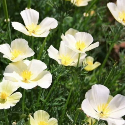 California Poppy Seeds - Ivory Single