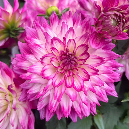 Dahlia Seeds - Magenta Picotee