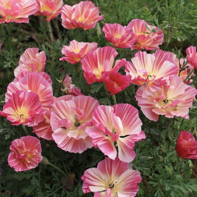 California Poppy Seeds - Ruffled Pastel