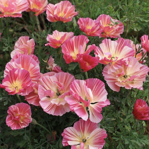California Poppy Seeds - Ruffled Pastel
