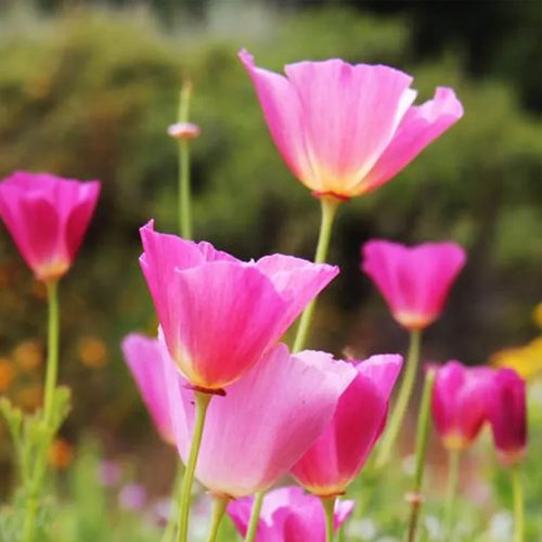 California Poppy Seeds - Pink & Cream