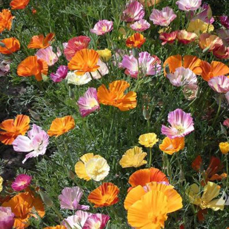 California Poppy Seeds - Rainbow Mix