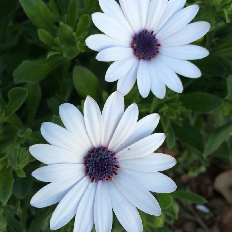 African Daisy Seeds - White Indigo Eye