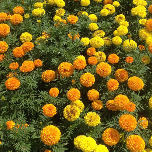 African Marigold Seeds - Dwarf Orange & Yellow Mix
