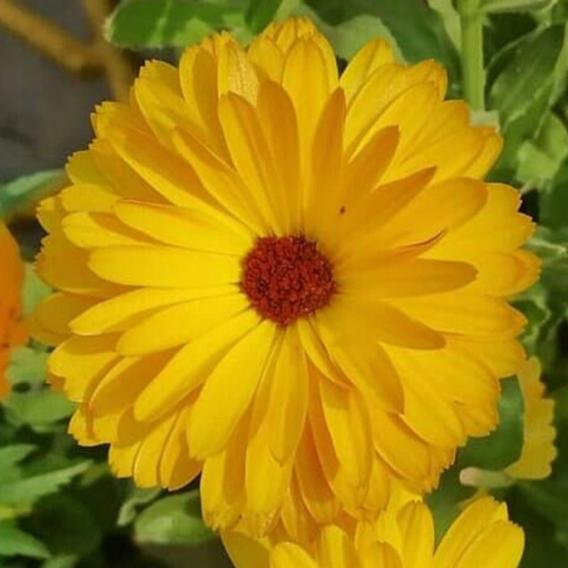 Calendula Seeds - Yellow Dark Eye