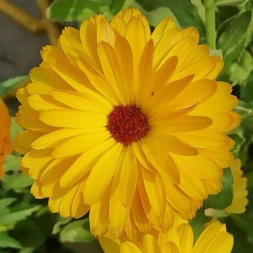 Calendula Seeds - Yellow Dark Eye