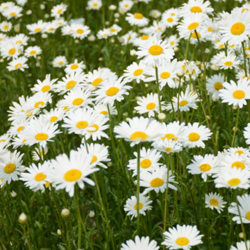 Shasta Daisy Seeds - Classic White