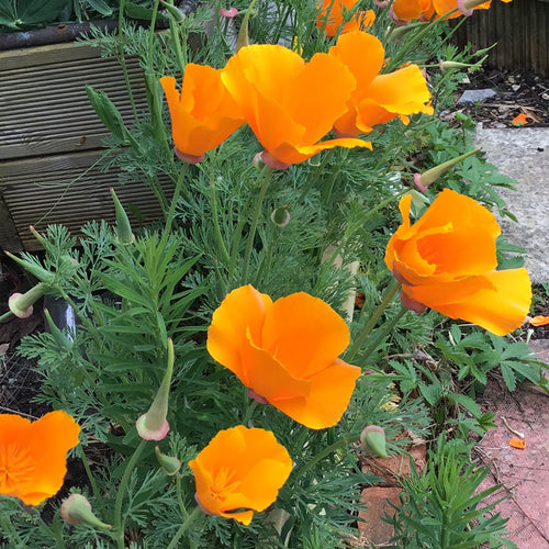 California Poppy Seeds - Golden Yellow