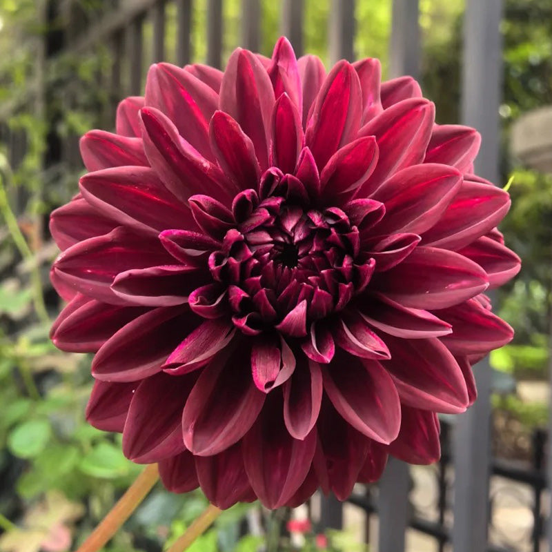 Dahlia Seeds - Deep Burgundy