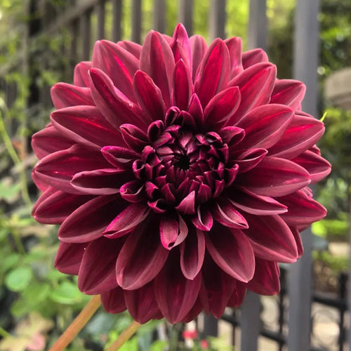 Dahlia Seeds - Deep Burgundy