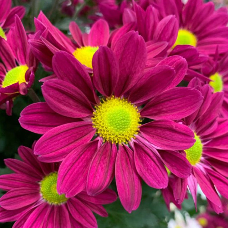 Marguerite Daisy Seeds - Deep Magenta