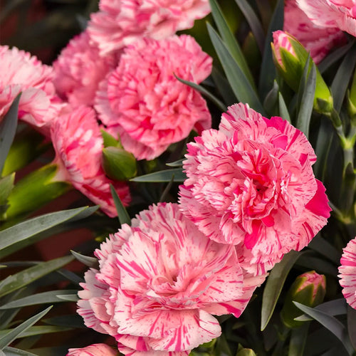 Carnation Seeds - Dwarf Pink Striped