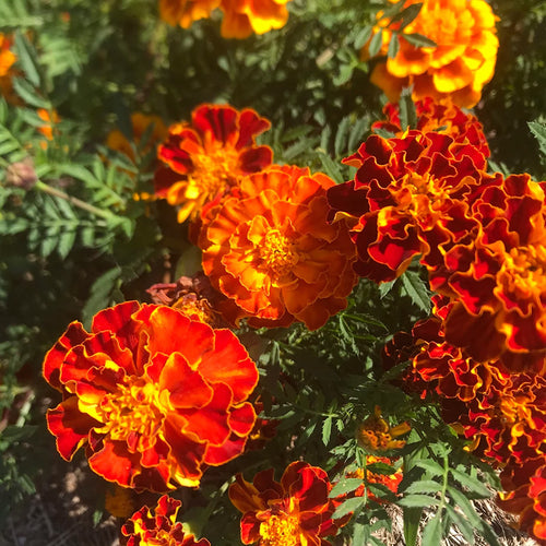 African Marigold Seeds - Bi-Color Red & Gold French