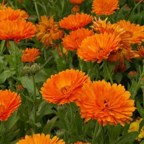 Calendula Seeds - Orange Yellow Center