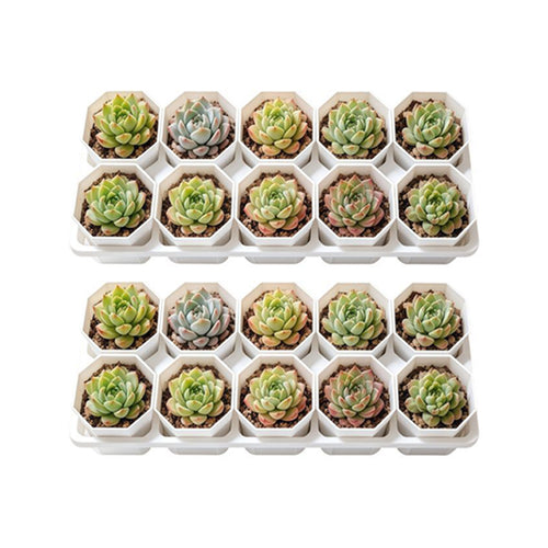 10-Slot Plant Pot Organizer – Tray for Small Pots & Succulents