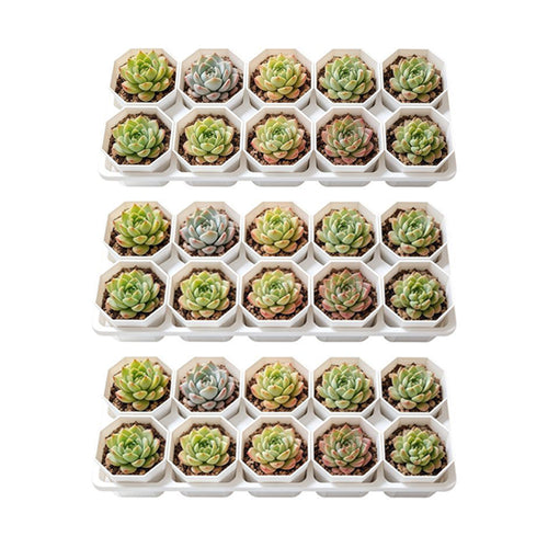 10-Slot Plant Pot Organizer – Tray for Small Pots & Succulents