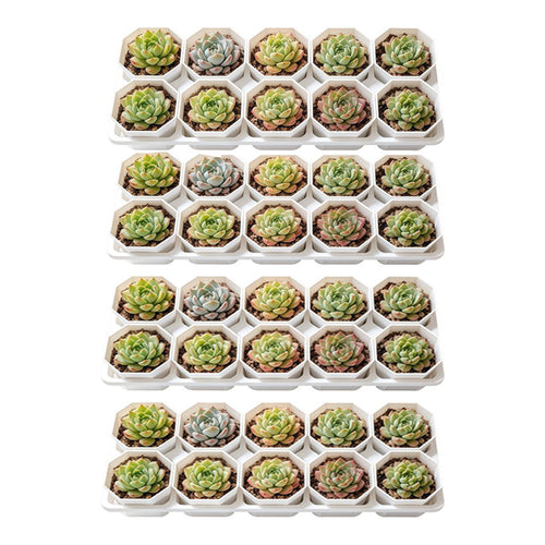 10-Slot Plant Pot Organizer – Tray for Small Pots & Succulents